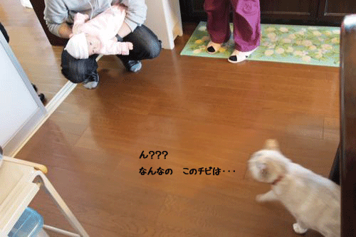 f0116546_2249352.gif