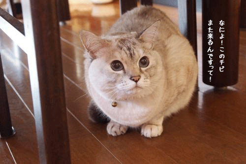 f0116546_22502629.gif