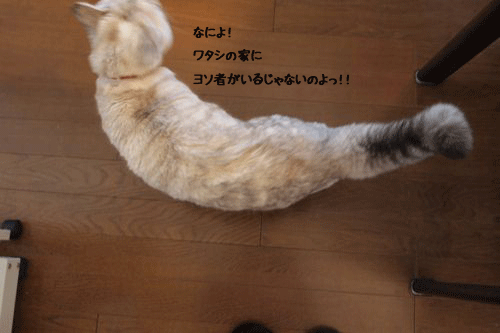 f0116546_2250663.gif
