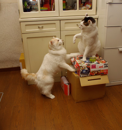 ヨウカン対おかき 箱上の陣取り合戦!_a0028451_1934220.jpg