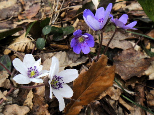 ２９・３０回 　４５座　２０１１年３月２５～２９日　新潟県　弥彦山・角田山・国上山_c0179351_10552265.jpg