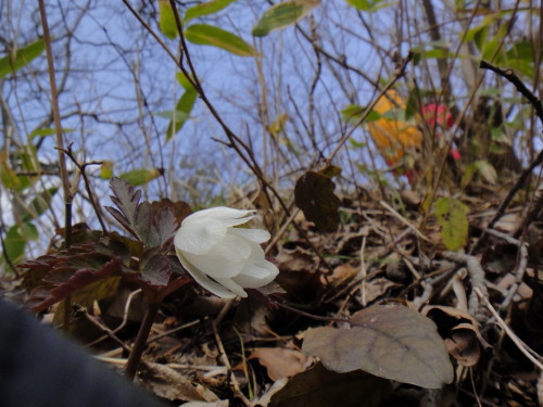 c0179351_1102521.jpg