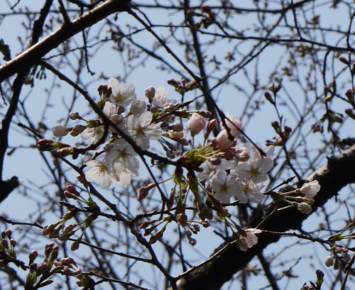 きせきの花_e0200353_1602832.jpg