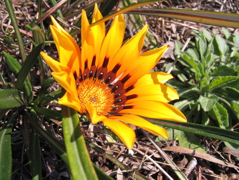 花は咲く_a0157159_7172590.jpg