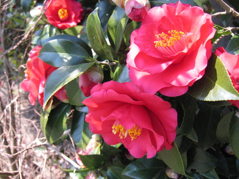 花は咲く_a0157159_71775.jpg