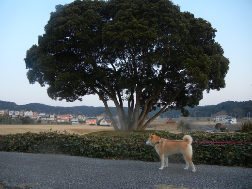 2011年3月30日(水)面白写真館!_f0060461_135386.jpg