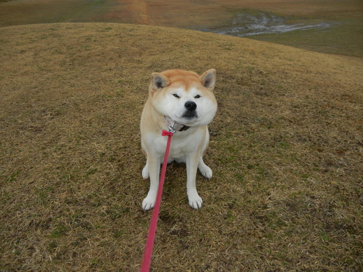 ２０１１年３月３０日 水 面白写真館 柴犬の愛ちゃんと猫の心ちゃんの勝浦日記