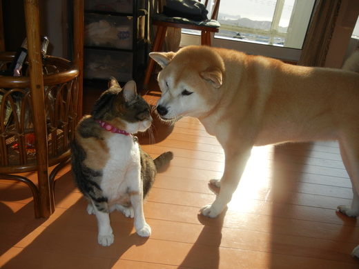 2011年3月30日(水)面白写真館!_f0060461_1395848.jpg
