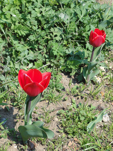 b0006870_22525244.jpg