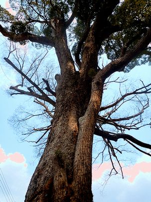 樹齢500年の大楠　～延喜式内・小戸神社を訪ねて～ _b0102572_21342796.jpg