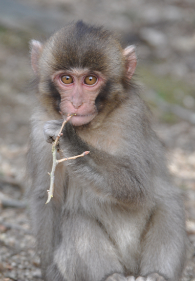 小豆島のサル_e0171573_2114386.jpg