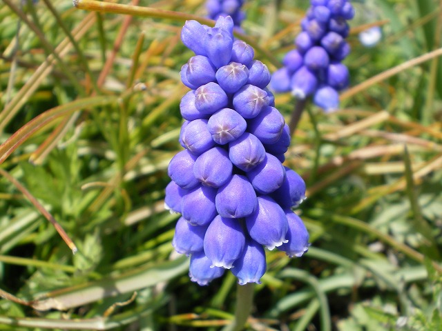 『堤防に咲くムスカリの花～♪＾＾』_d0054276_19543896.jpg