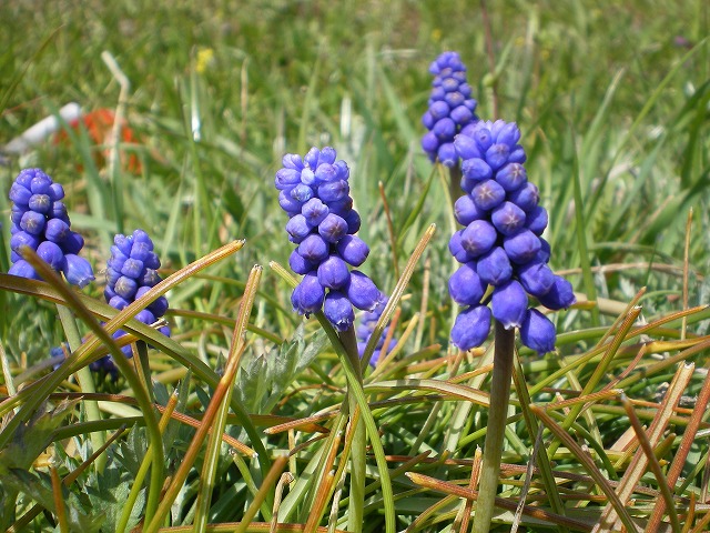 『堤防に咲くムスカリの花～♪＾＾』_d0054276_19545414.jpg