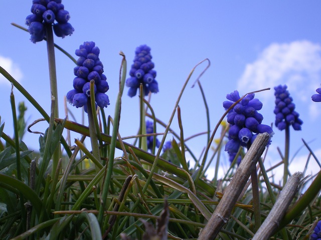 『堤防に咲くムスカリの花～♪＾＾』_d0054276_19553893.jpg