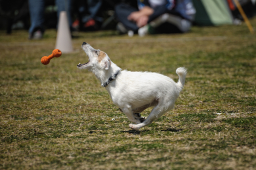 ひさびさ練習会　　お友達編_c0117383_12452964.jpg