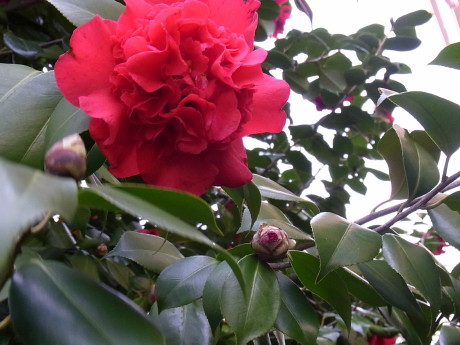 カーネーションツバキ_b0105897_1415322.jpg