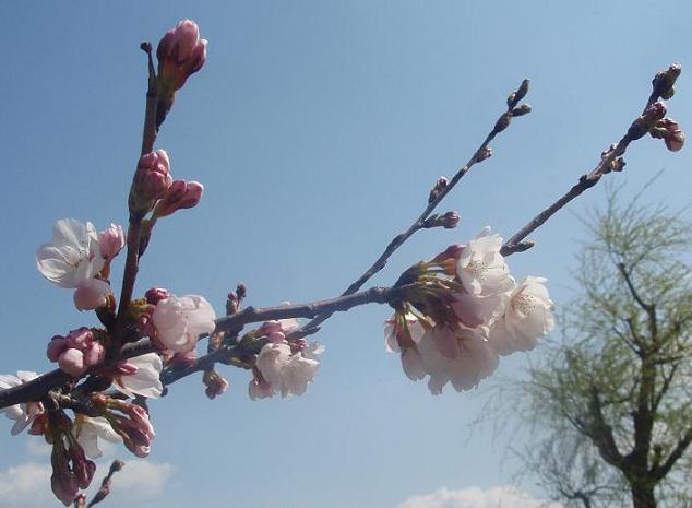 桜も雪やなぎも　きれい～♪_c0098501_18183893.jpg