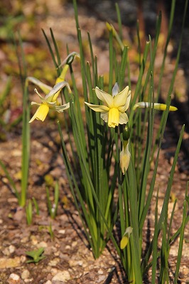 a0123003_7502296.jpg