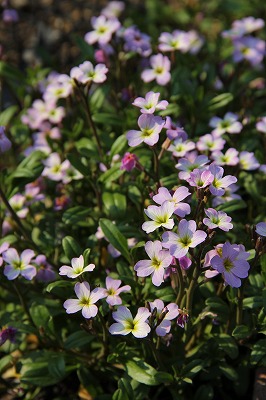 a0123003_7541110.jpg