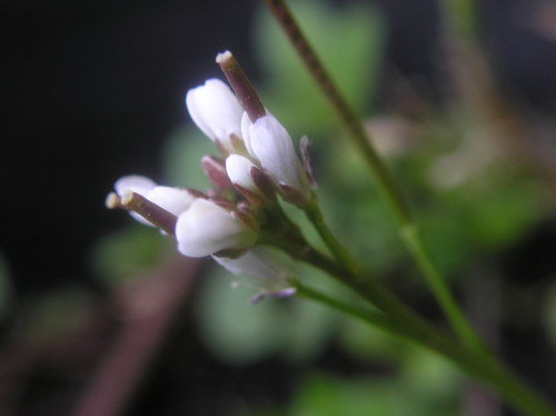 c0156104_1113220.jpg