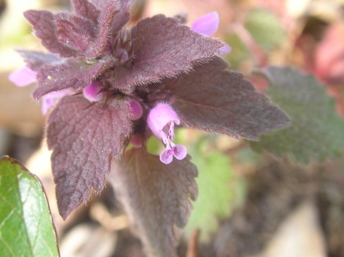 c0156104_1152275.jpg