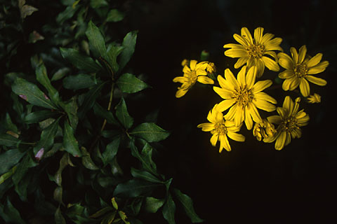 a0021110_1541741.jpg