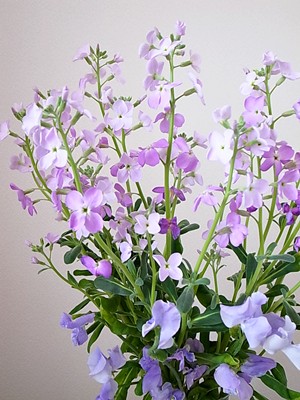 可憐な一重咲きのストック お花に囲まれて 金沢でパリスタイル