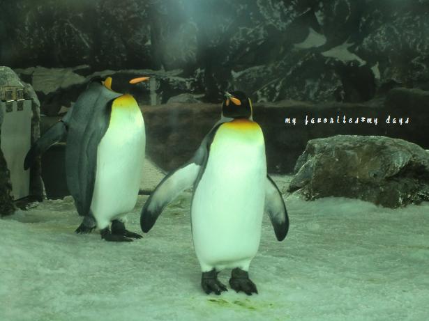 *penguins*_d0181213_8241734.jpg