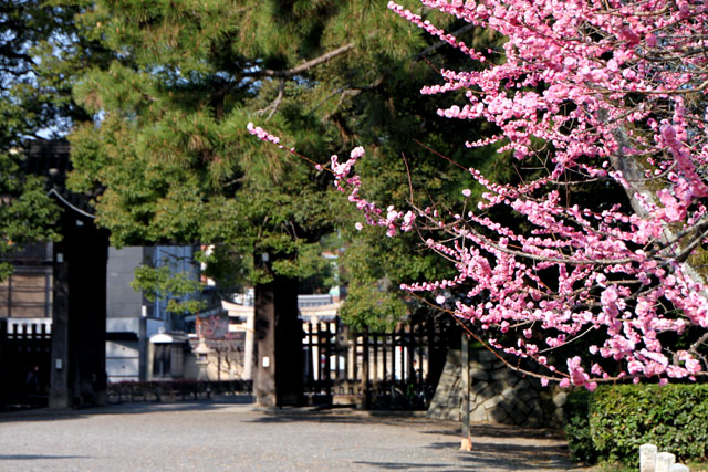 京の花だより 京都御苑 咲きそろい_e0048413_18174710.jpg