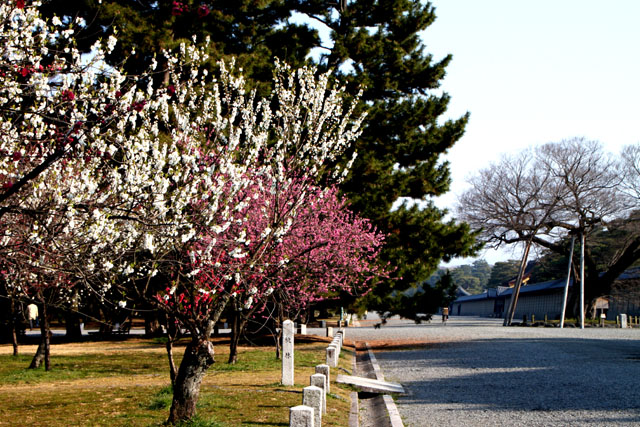 京の花だより 京都御苑 咲きそろい_e0048413_18181812.jpg