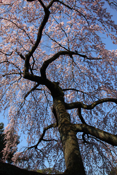 京の花だより 京都御苑 咲きそろい_e0048413_1819333.jpg