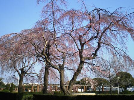 山下公園のしだれ桜_e0117613_8425249.jpg