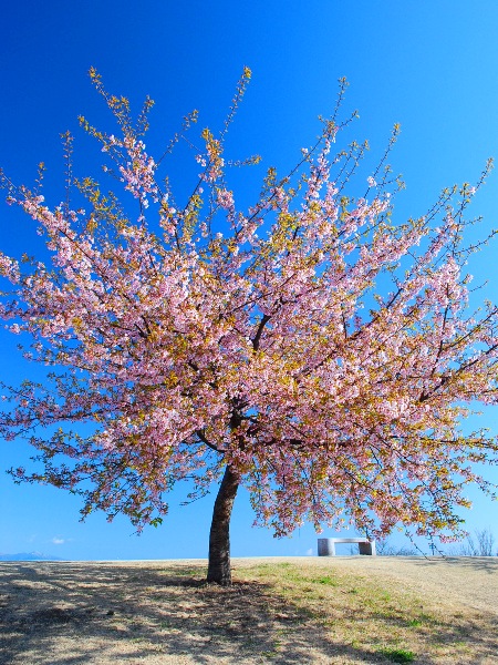 春よ来い!@いせさき市民の森公園の河津桜_c0177814_1124739.jpg