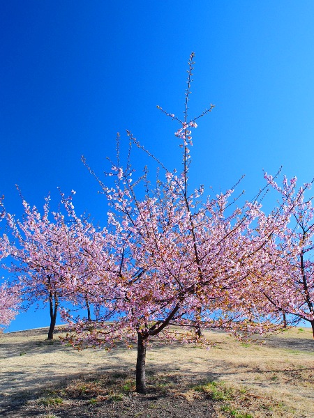 春よ来い!@いせさき市民の森公園の河津桜_c0177814_1135493.jpg
