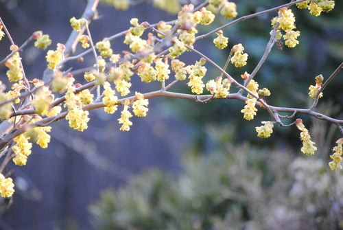 f0128316_8565559.jpg