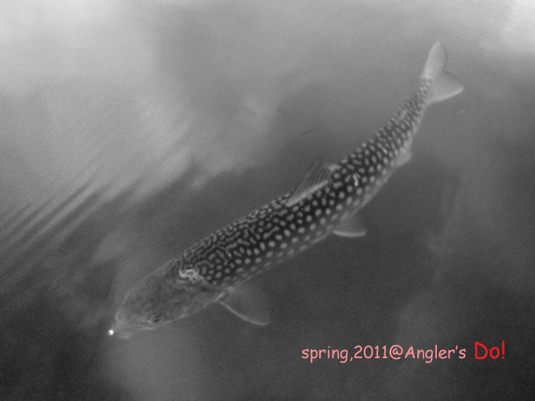 a0111917_17133527.gif