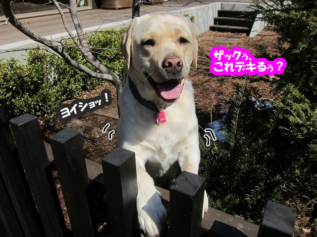グワォー!_e0192217_8112674.jpg