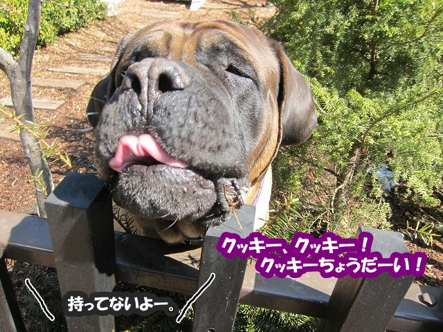 グワォー!_e0192217_811724.jpg