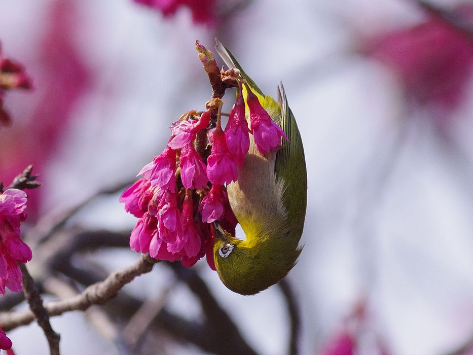 メジロが寒緋桜にやって来た_a0031821_2019463.jpg