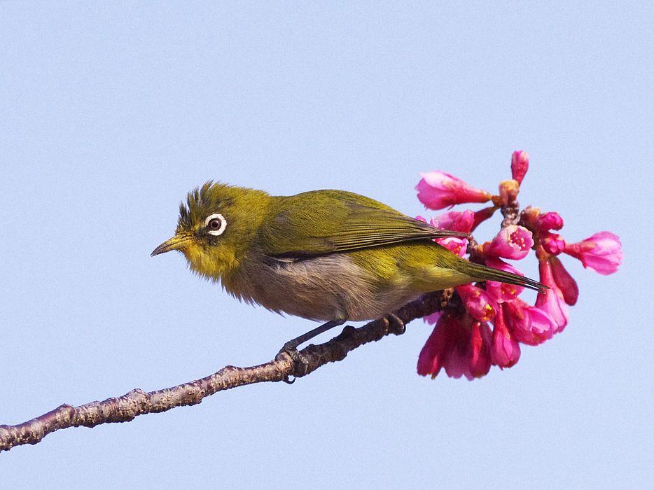 メジロが寒緋桜にやって来た_a0031821_20215887.jpg