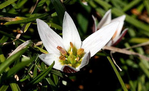 アマナ 甘菜 ユリ科 徒然画像日記