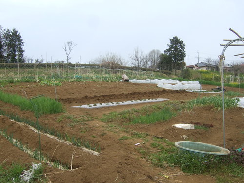 暖かいので....根野菜の植え付け！_b0137932_175166.jpg