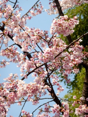Bueno?? Ueno?!_c0201334_2344279.jpg