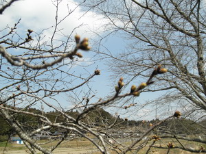 桜はまだかなー！！！_e0200437_16285645.jpg