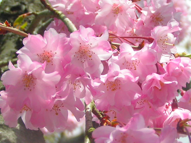 桜咲く季節です　_f0009039_12134784.jpg