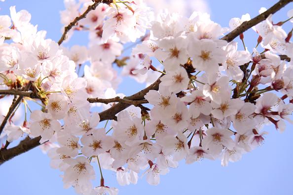 桜咲く季節です　_f0009039_1285982.jpg