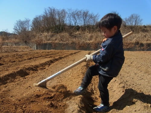 じゃがいも植えました！_c0161948_7573672.jpg