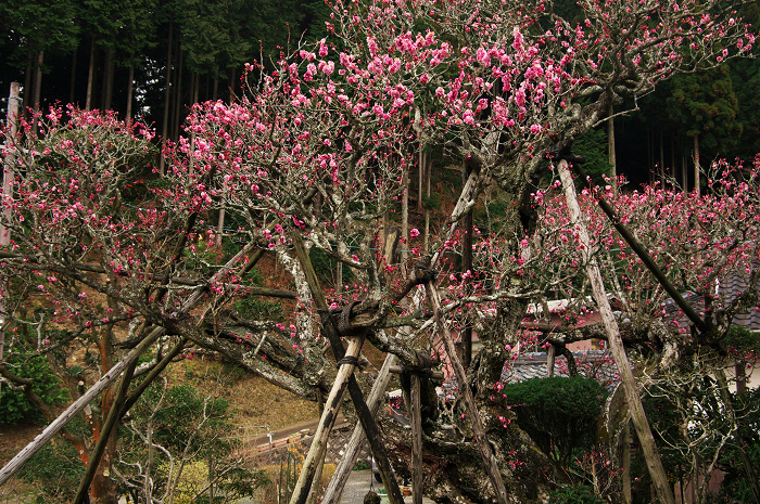 梅咲く里（遍照院およびその周辺）_f0155048_21433590.jpg