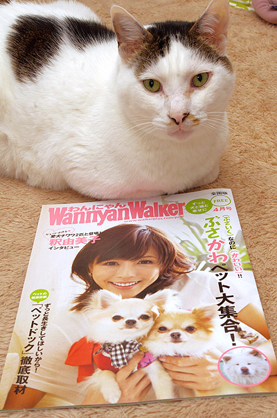 わんにゃんWALKER4月号_a0028451_12351324.jpg