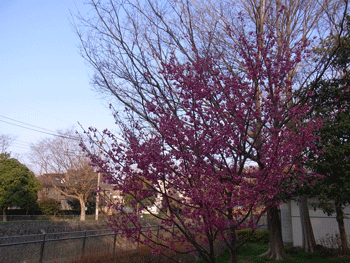 善福寺川辺の開花状況_a0044453_11361268.gif